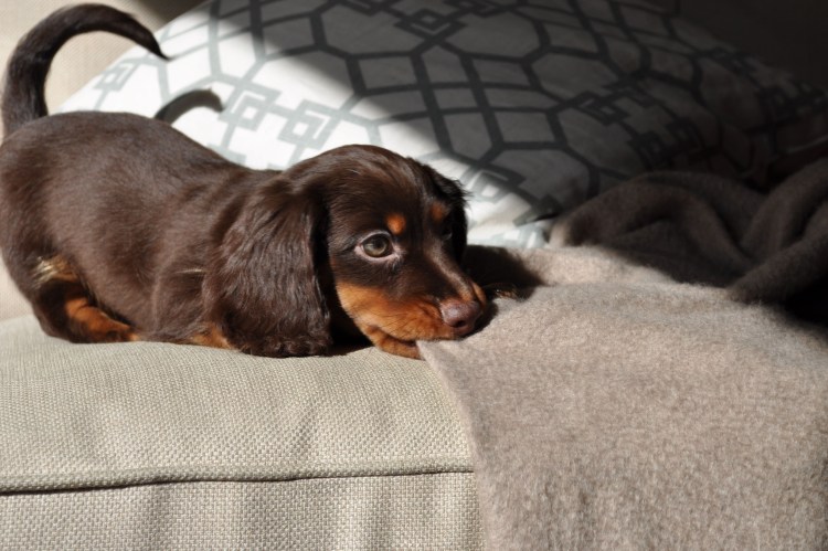 Норковая такса