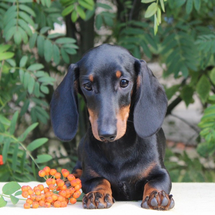 Такса гладкошерстная