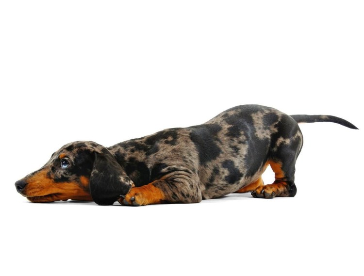 Лежачая такса