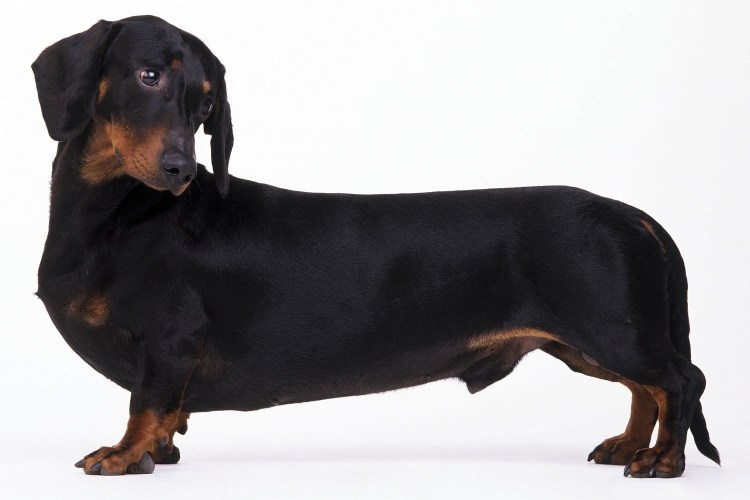 Такса сбоку