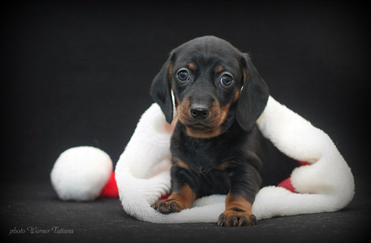 Щенки таксы