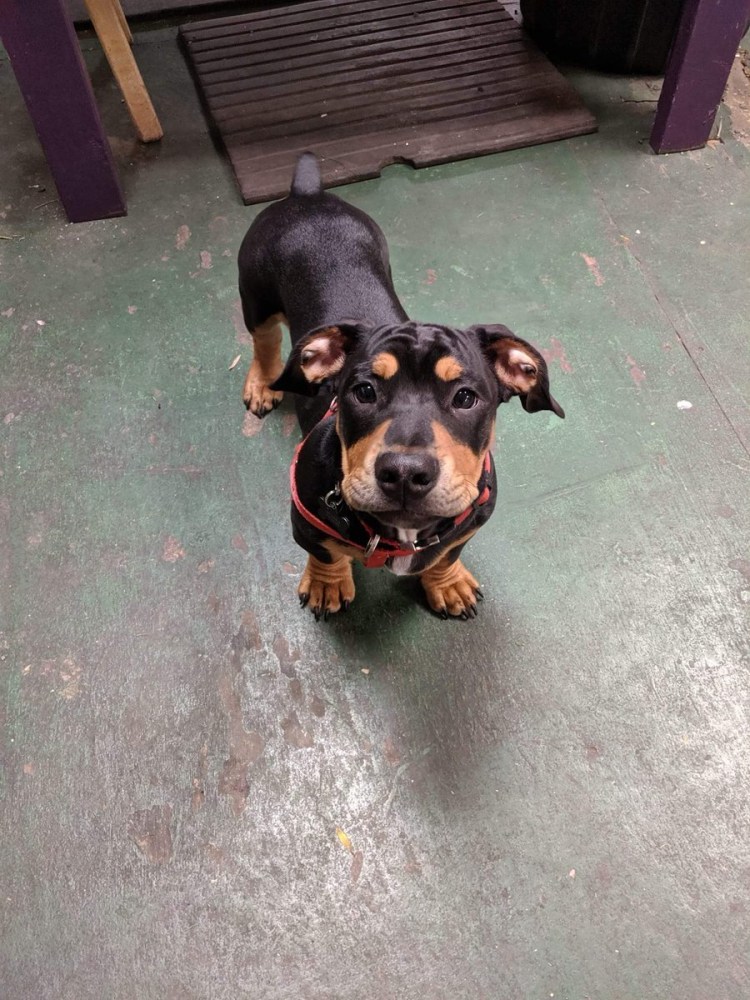 Бульдог и такса