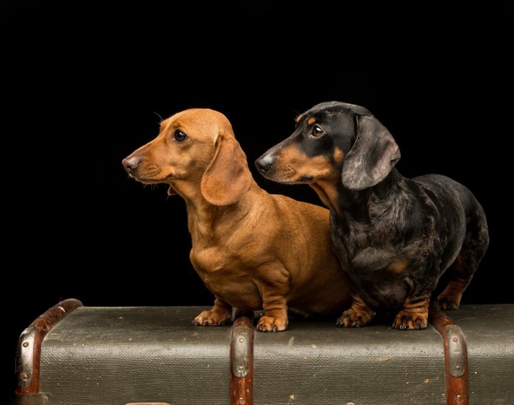 Королевская такса