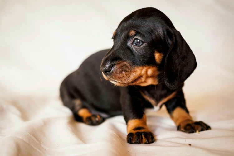 Такса черная маленькая