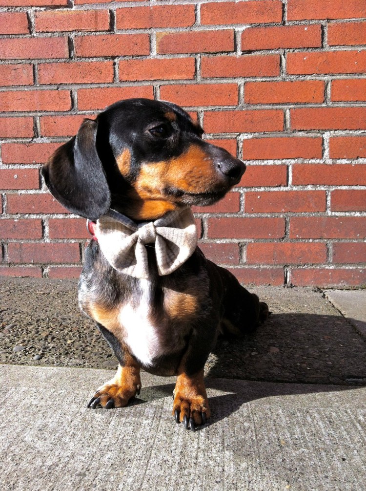 Французская такса