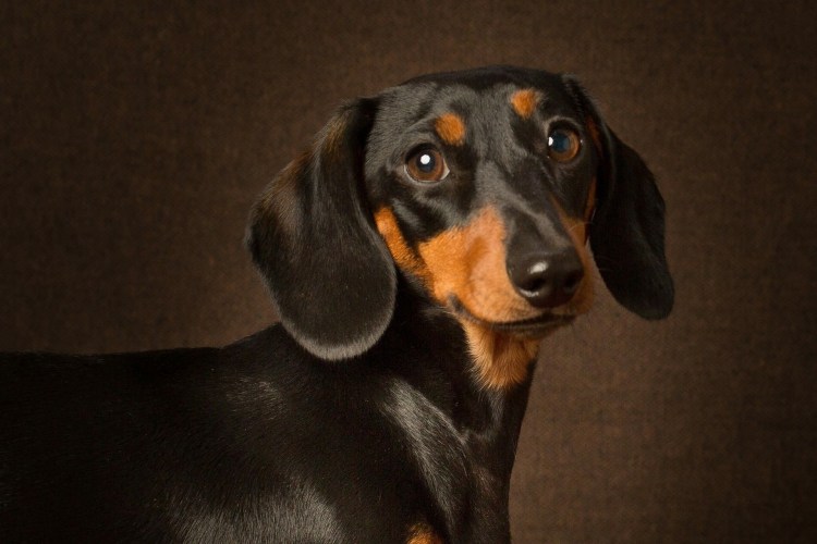 Морда таксы фото