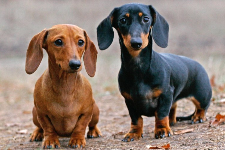 Такса карликовая гладкошерстная