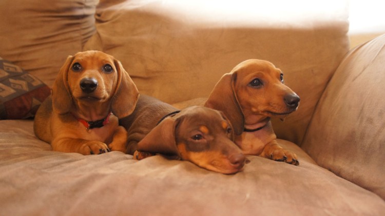 Обои на рабочий стол такса