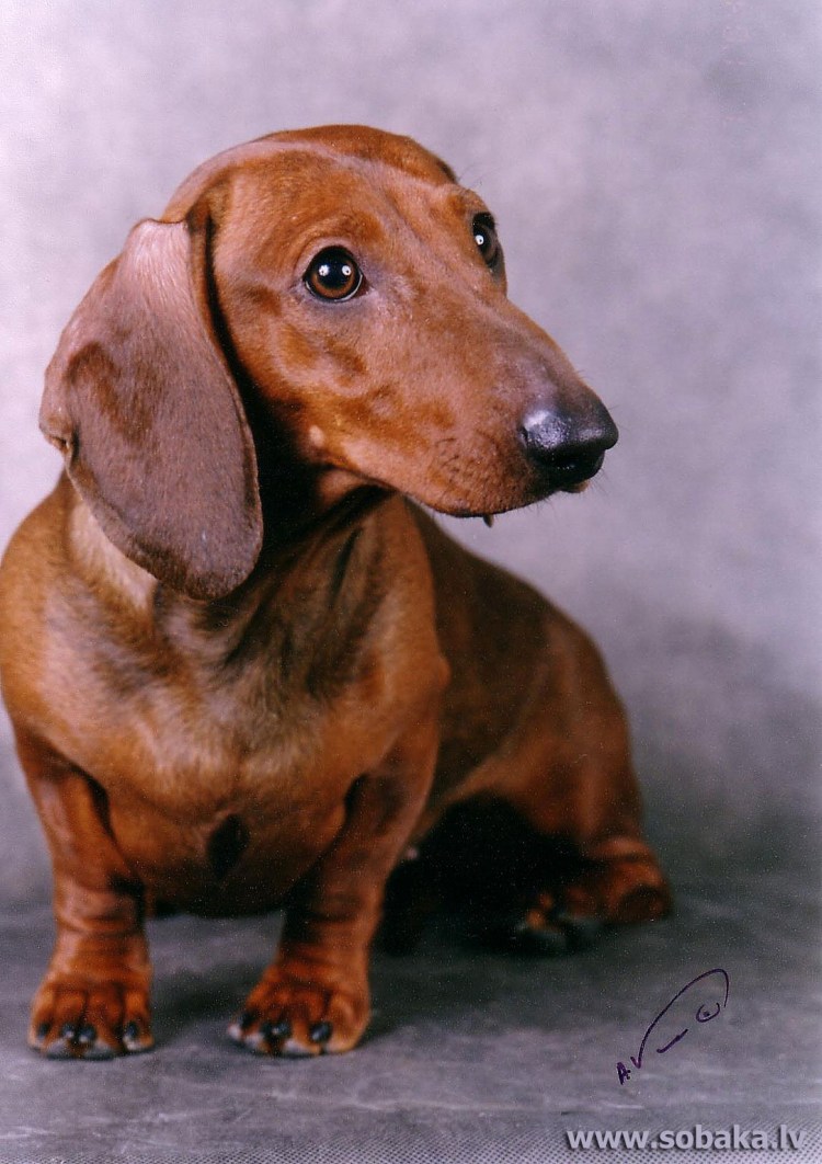 Бельгийская такса