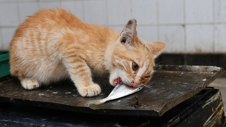 Рыжий кот ворует