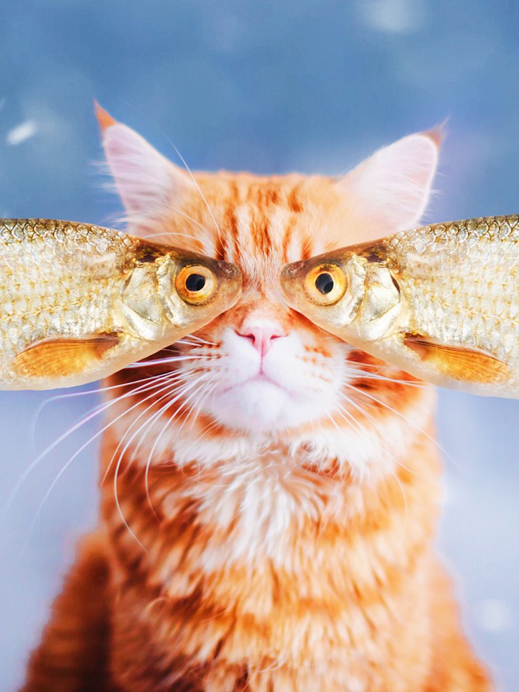 Рыбья морда