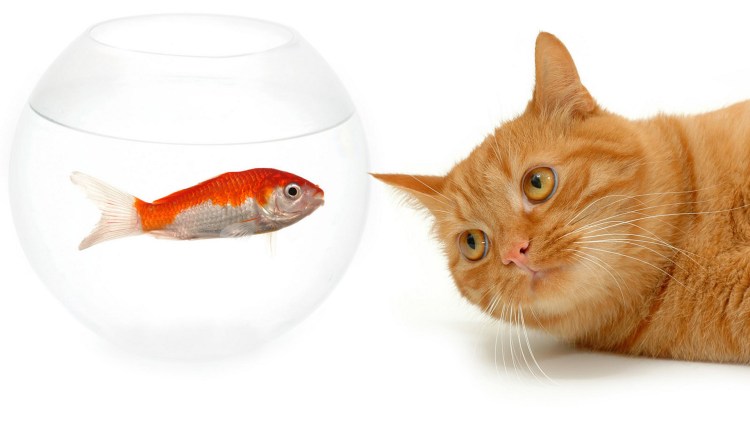 Кот с рыбой