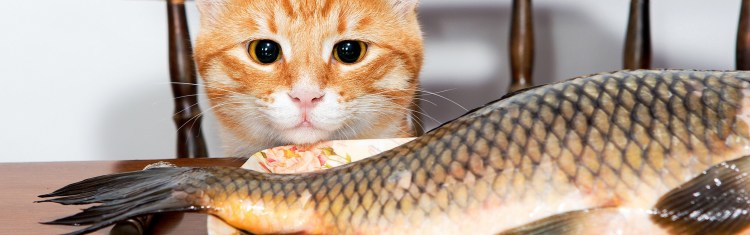 Рыжий кот ест рыбу