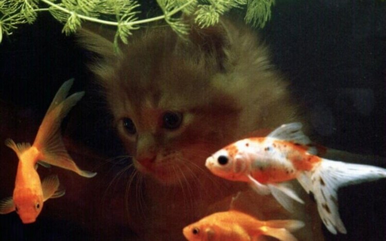 Рыба кошка