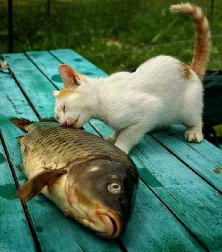 Кот ловит рыбу