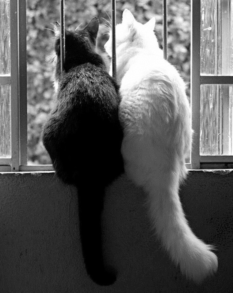 Котики рыжие с белым