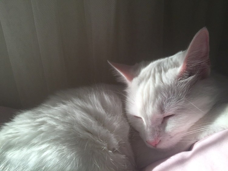 Два котенка рыжий и белый