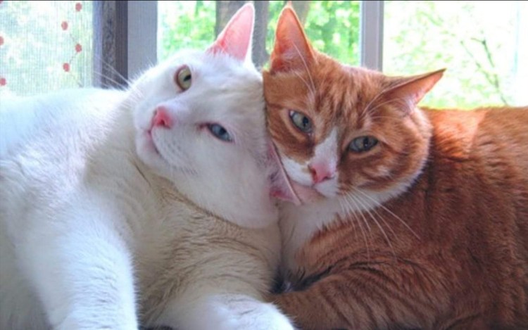 Коты облизывают друг друга
