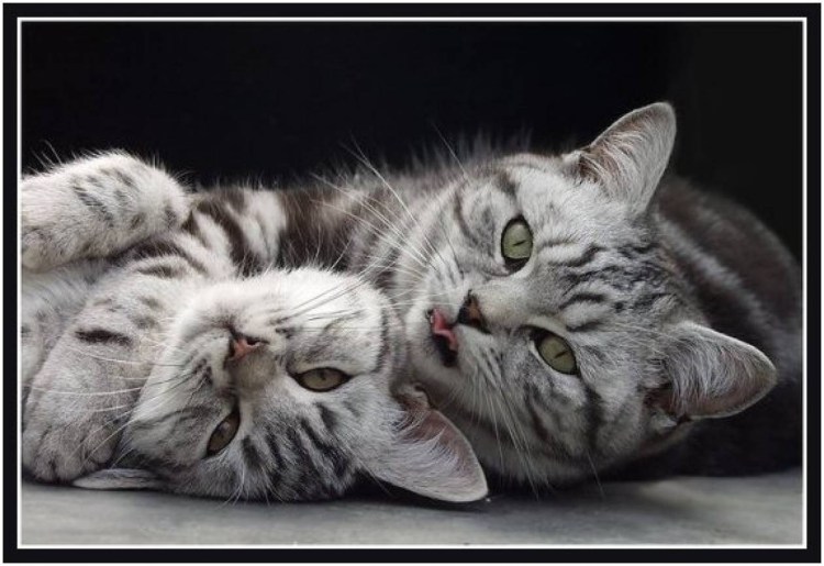 Две красивые кошки