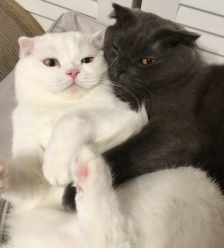 Ночной поцелуй кошки