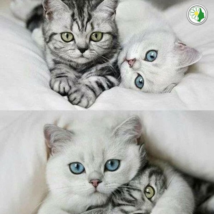 Кошка черная с белым