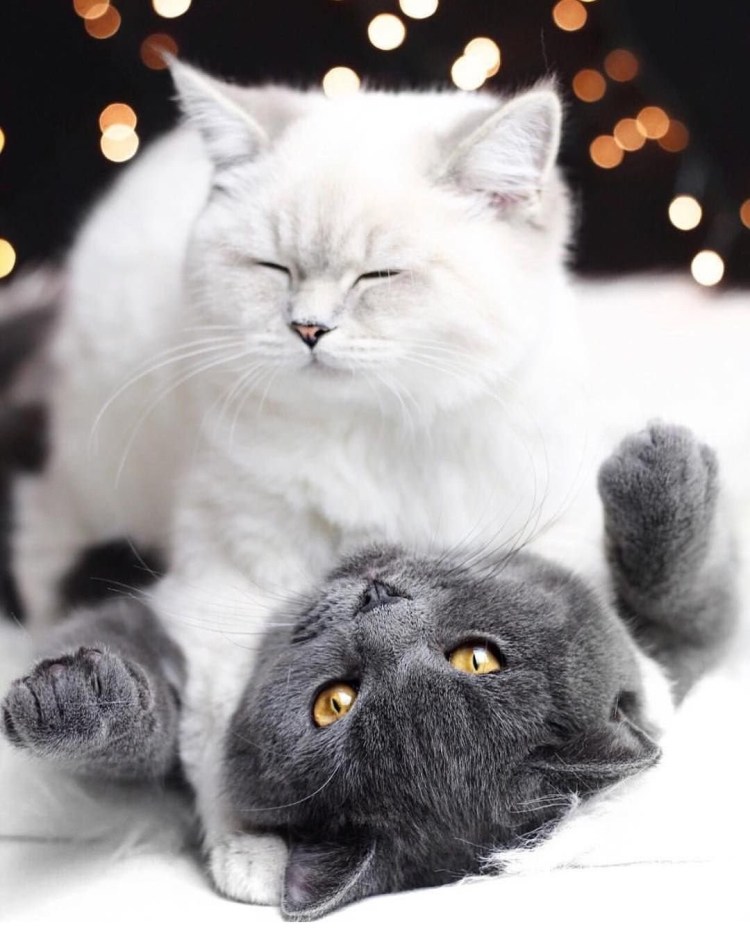 Кот и кошка любовь