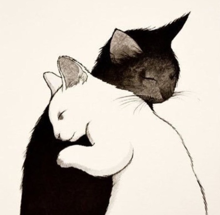 Черный и белый котенок