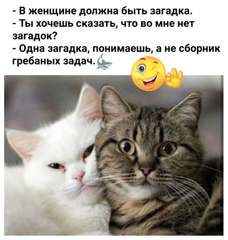 Два котика