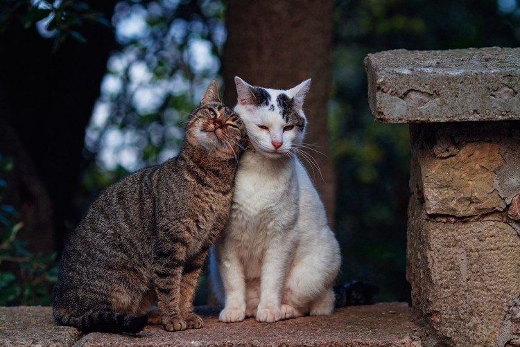 Котики целуются