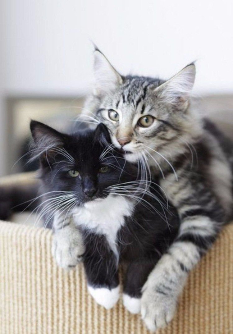 Кошачья семейка