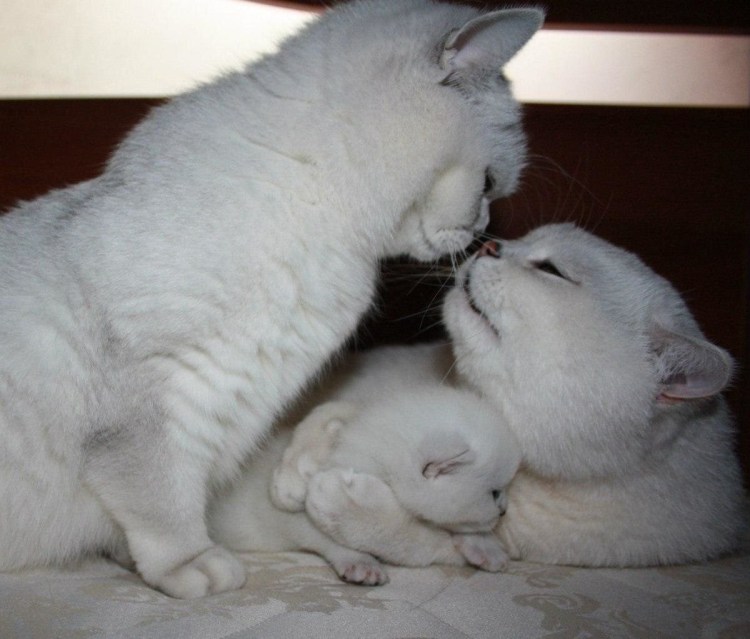 Котики обнимаются