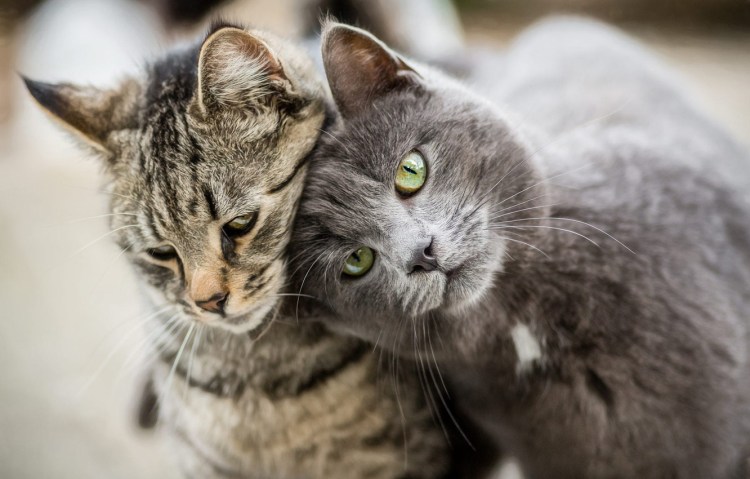 Белая кошка с котятами