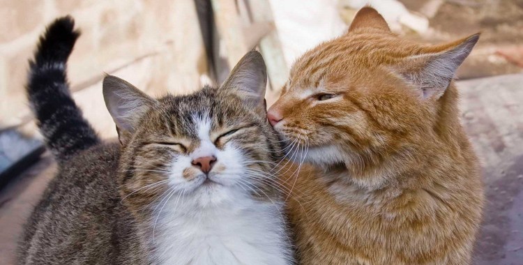 Коты спариваются чёрный и белый