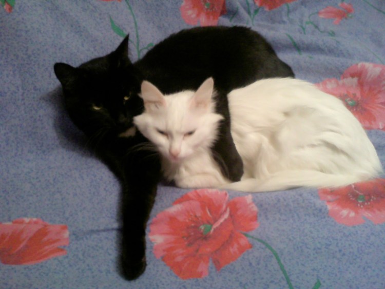 Свадебные коты