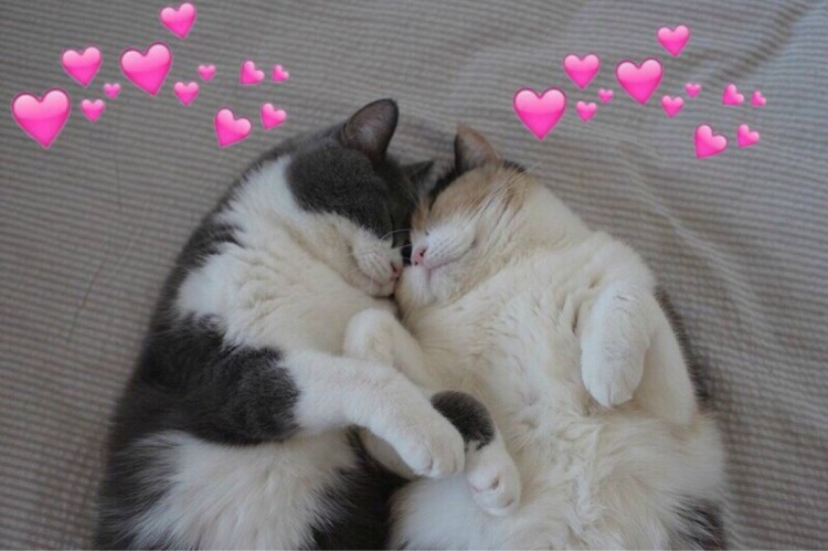 Рыже белый кот