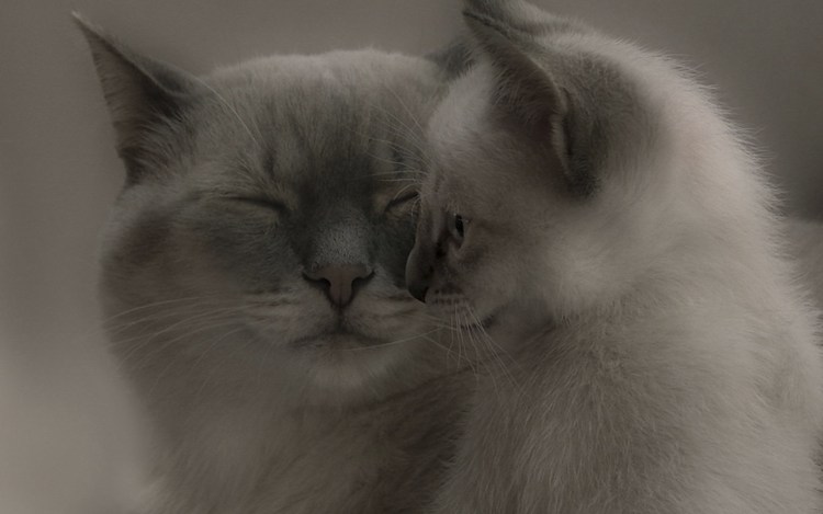 Кошка черная с белым