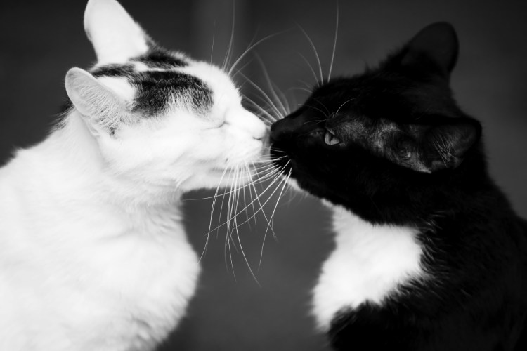Черный и белый кот