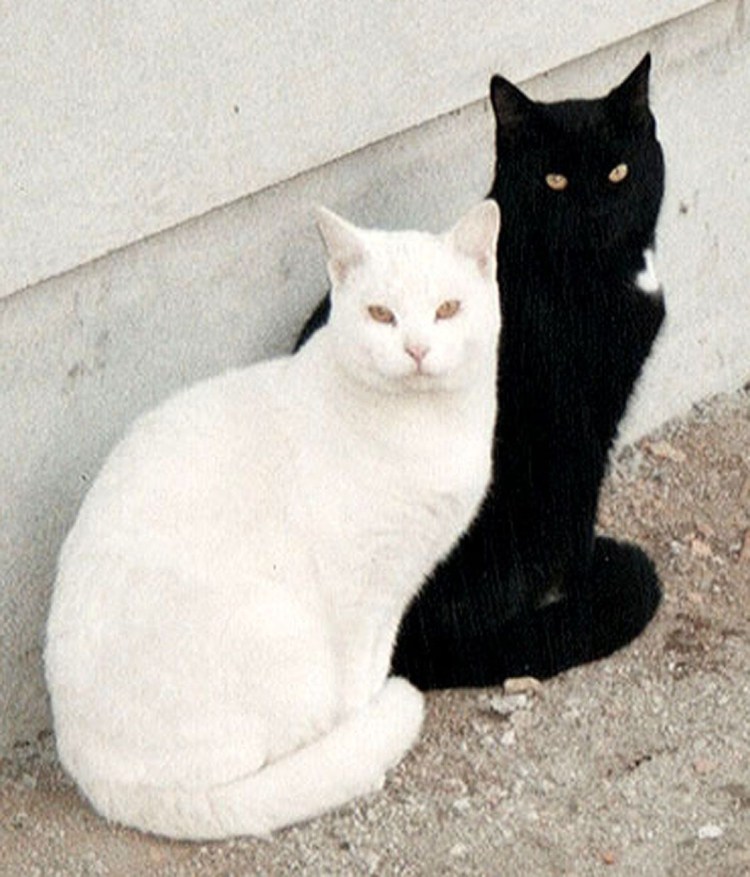 Черный и белый кот