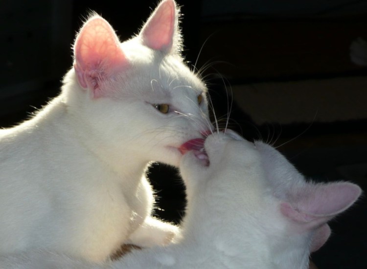 Белая кошка с котятами