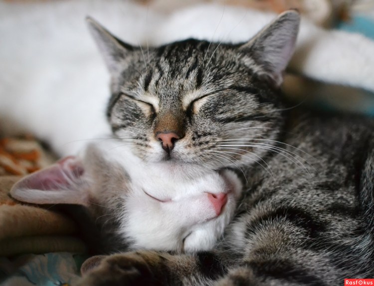 Картина нежность