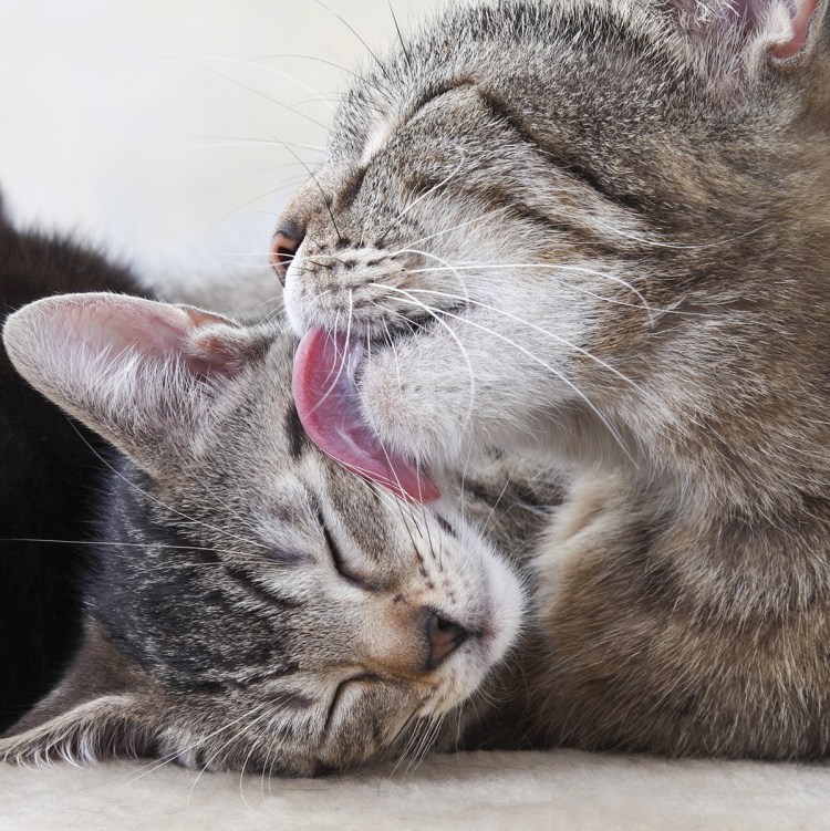 Два черных котенка