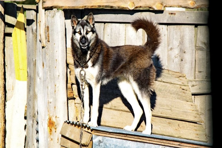 Собаки домашние лайки