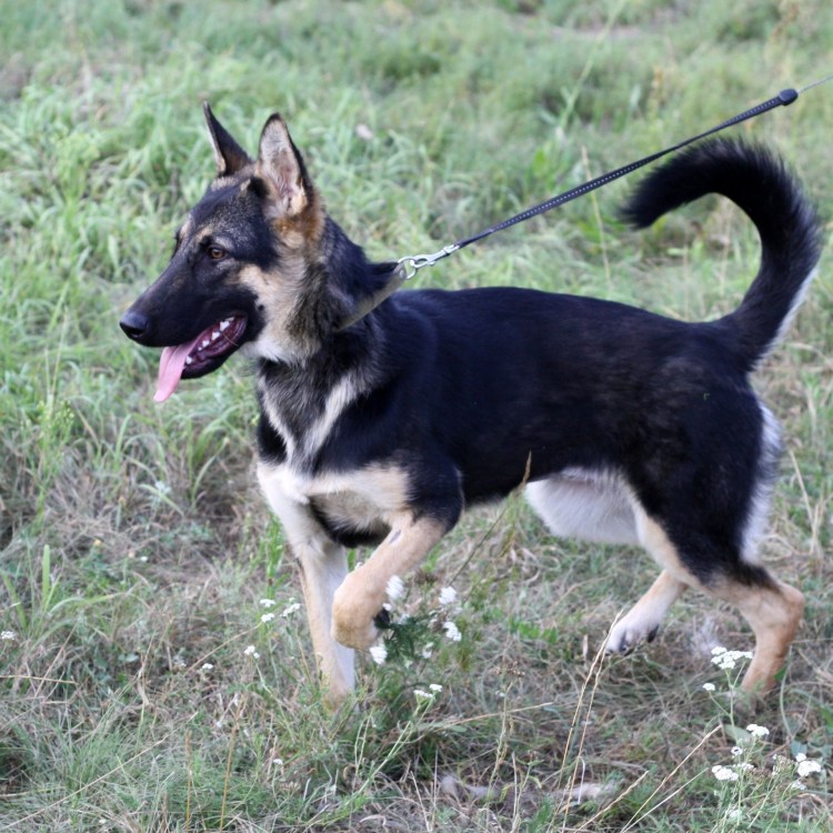 Порода собак Окинава