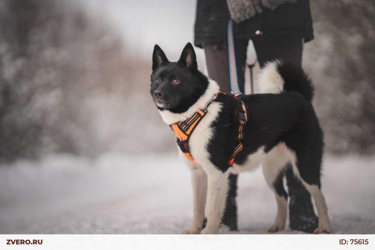 Лайкоид собака фото