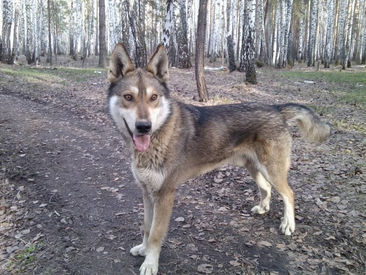 Тамасканская хаски