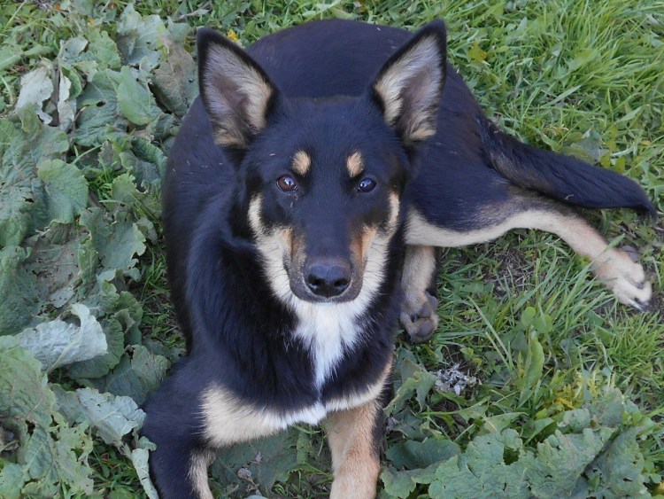 Западно Сибирская лайка