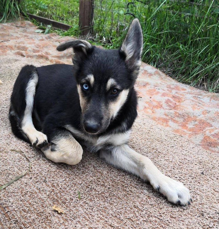 Помесь лайки и овчарки
