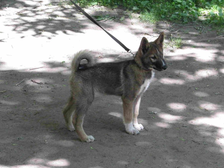 Овчарка Квазимодо