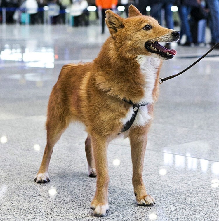 Продаётся дурак хаски