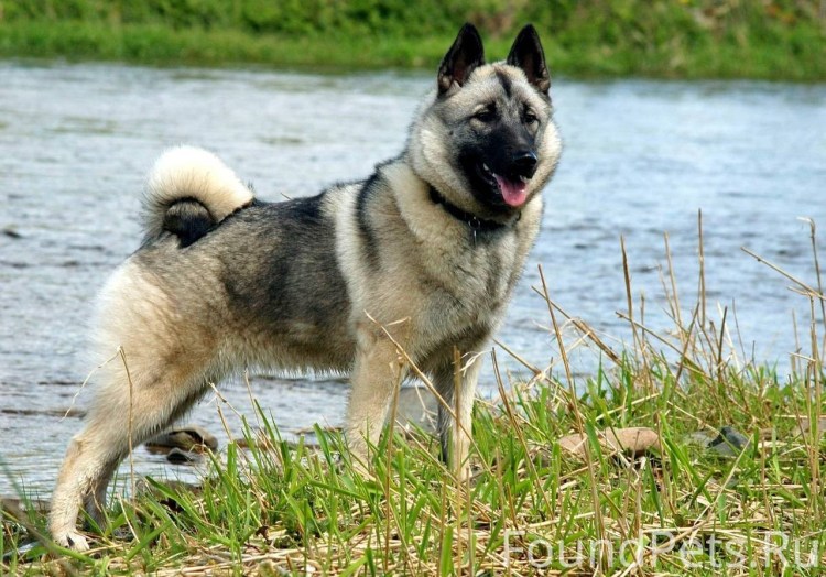 Герберийский шепски